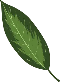 Shape